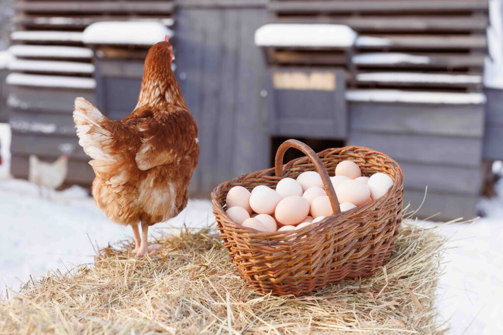 basket with chicken eggs on the background of a chicken eco farm, free range chicken farm