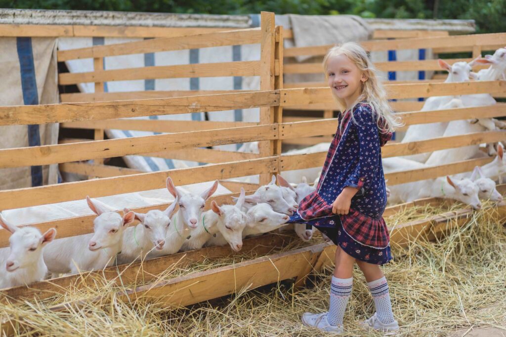 goats biting kids dress at farm, happy child looking at camera